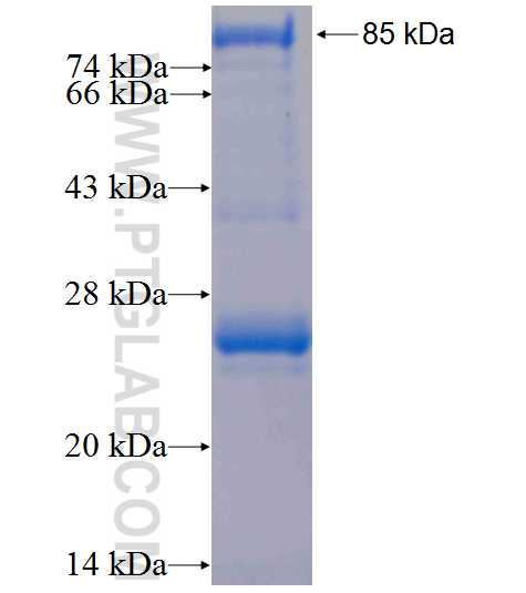 E2F4 fusion protein Ag1365 SDS-PAGE