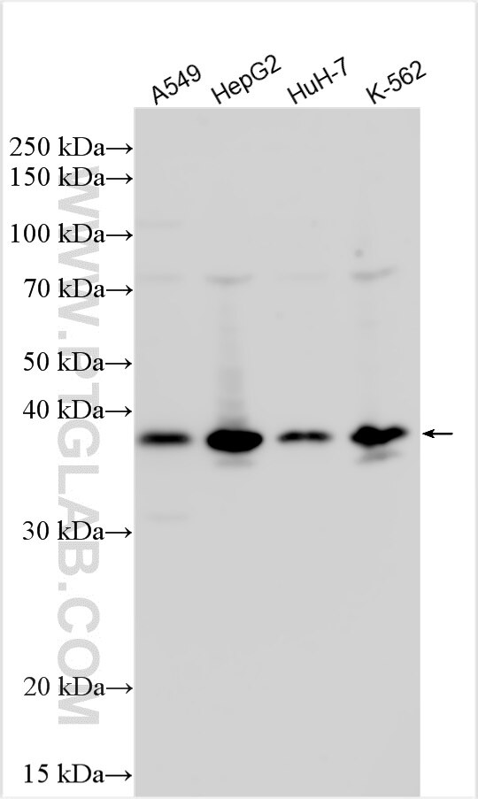 Western Blot (WB) analysis of various lysates using E2F6 Polyclonal antibody (10691-1-AP)