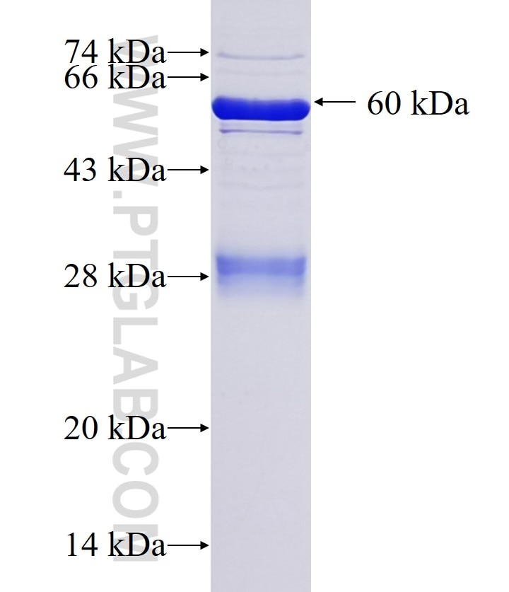 E2F6 fusion protein Ag1029 SDS-PAGE