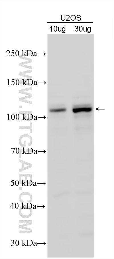 Western Blot (WB) analysis of various lysates using E2F7 Polyclonal antibody (24489-1-AP)