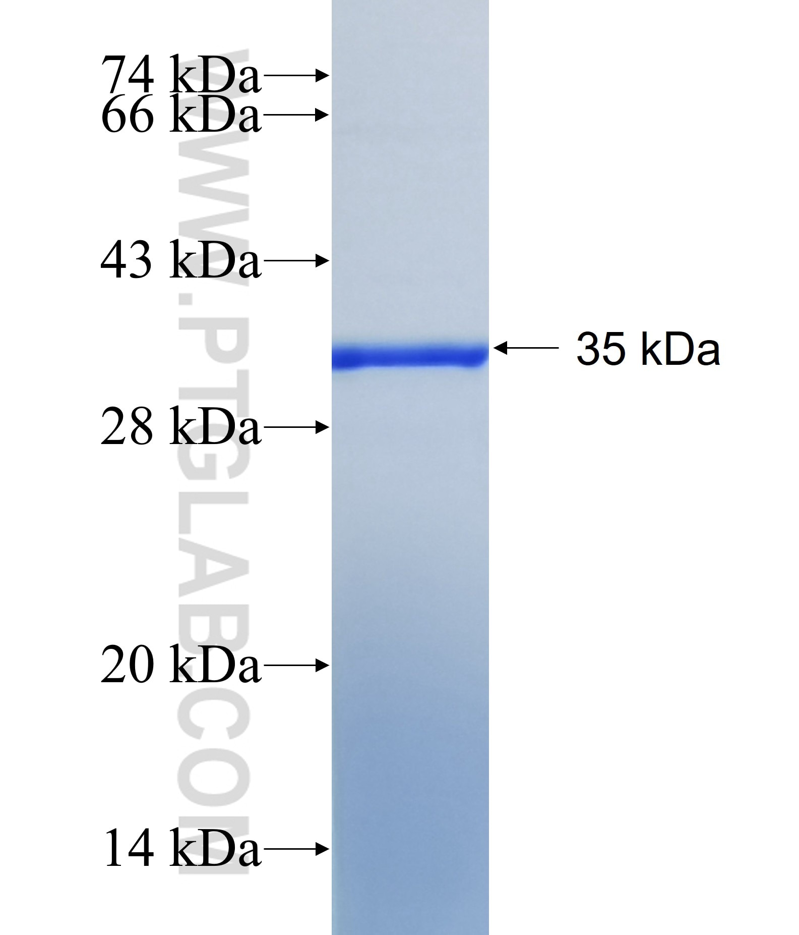 E2F7 fusion protein Ag40486 SDS-PAGE