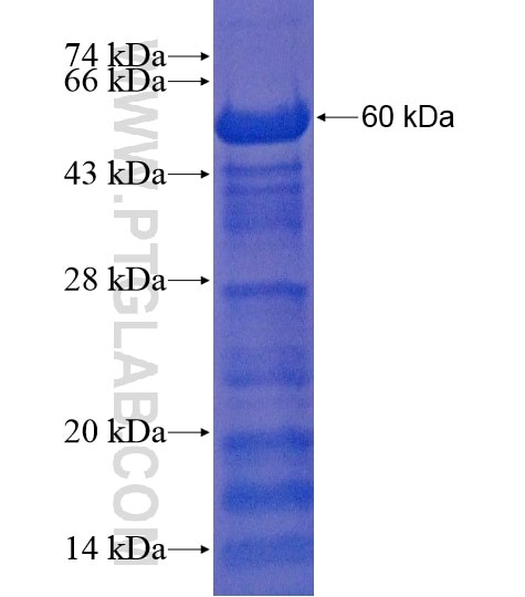 E2F7 fusion protein Ag21599 SDS-PAGE