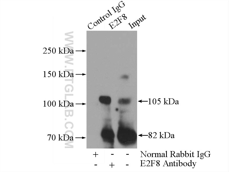 Immunoprecipitation (IP) experiment of HEK-293 cells using E2F8 Polyclonal antibody (13425-1-AP)