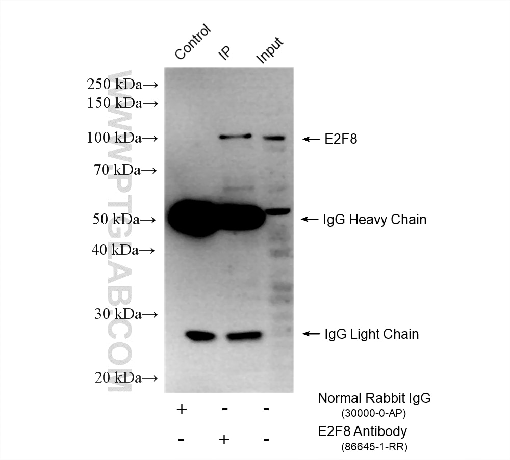 Immunoprecipitation (IP) experiment of HeLa cells using E2F8 Recombinant monoclonal antibody (86645-1-RR)