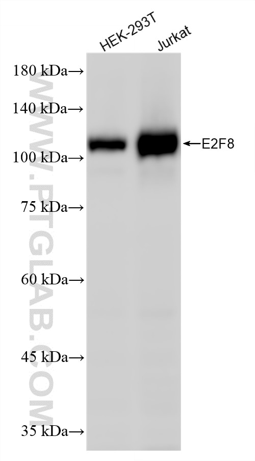 Western Blot (WB) analysis of various lysates using E2F8 Recombinant monoclonal antibody (86645-1-RR)