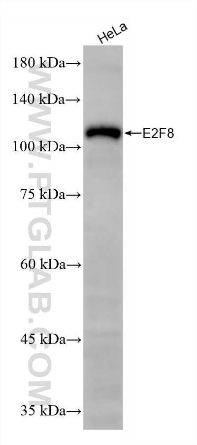 Western Blot (WB) analysis of HeLa cells using E2F8 Recombinant monoclonal antibody (86645-1-RR)