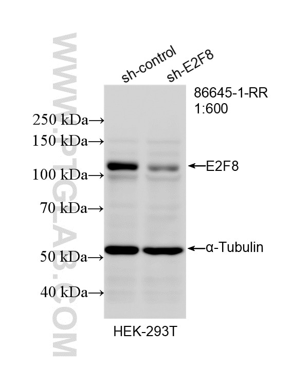 Western Blot (WB) analysis of HEK-293T cells using E2F8 Recombinant monoclonal antibody (86645-1-RR)