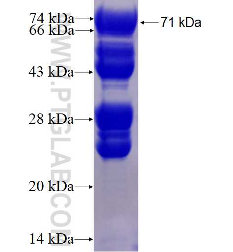 E2F8 fusion protein Ag4216 SDS-PAGE
