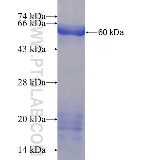E4F1 fusion protein Ag24871 SDS-PAGE