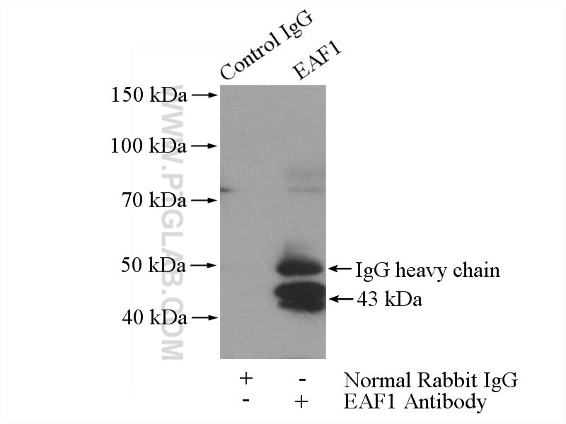 Immunoprecipitation (IP) experiment of HeLa cells using EAF1 Polyclonal antibody (13787-1-AP)