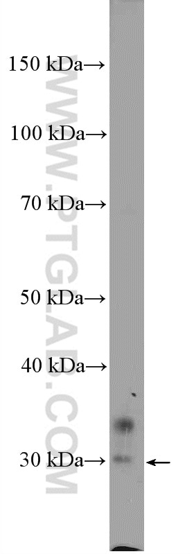 Western Blot (WB) analysis of mouse brain tissue using EAF1 Polyclonal antibody (13787-1-AP)