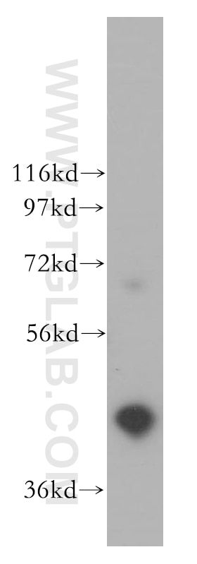Western Blot (WB) analysis of K-562 cells using EAF1 Polyclonal antibody (13787-1-AP)