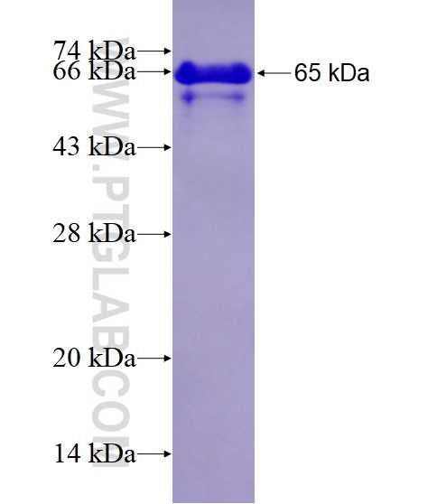 EAF1 fusion protein Ag4804 SDS-PAGE