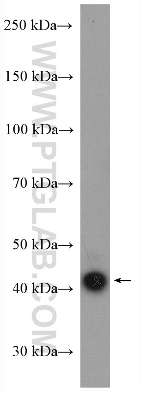 Western Blot (WB) analysis of HEK-293 cells using EAF2 Polyclonal antibody (11172-1-AP)