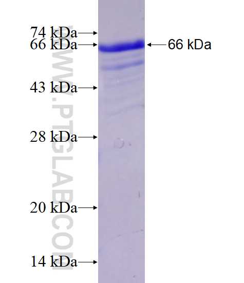EAF2 fusion protein Ag1637 SDS-PAGE