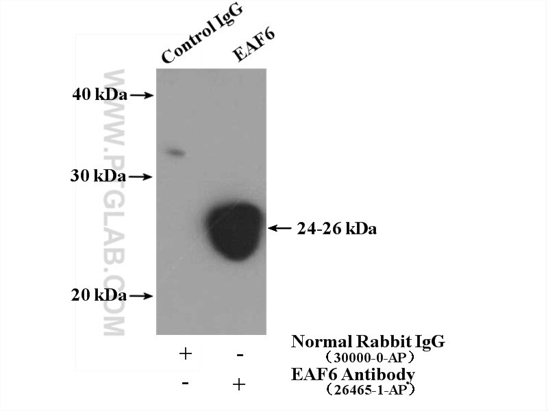 Immunoprecipitation (IP) experiment of HepG2 cells using EAF6 Polyclonal antibody (26465-1-AP)