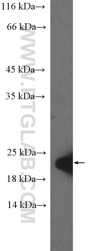 Western Blot (WB) analysis of HepG2 cells using EAF6 Polyclonal antibody (26465-1-AP)