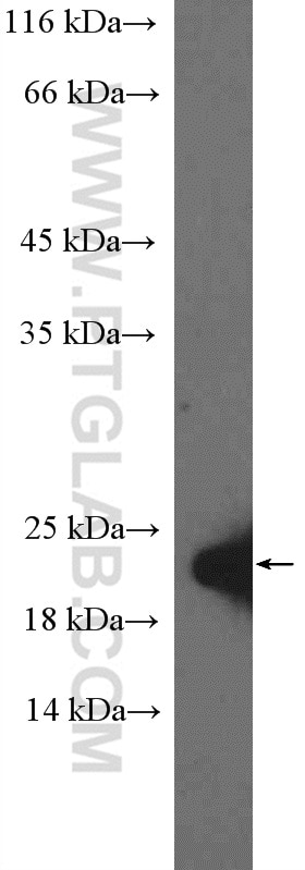 WB analysis of HepG2 using 26465-1-AP