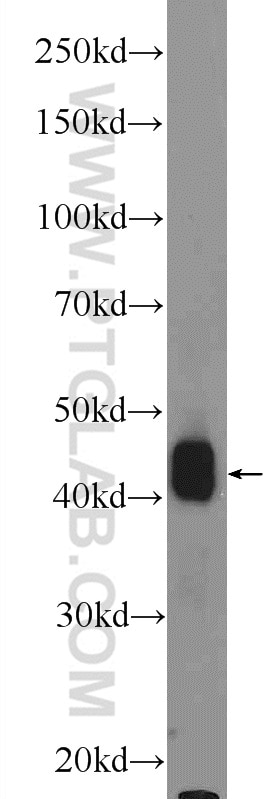 Western Blot (WB) analysis of HEK-293 cells using EAPP Polyclonal antibody (16931-1-AP)