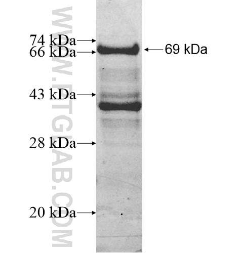 EAPP fusion protein Ag10403 SDS-PAGE
