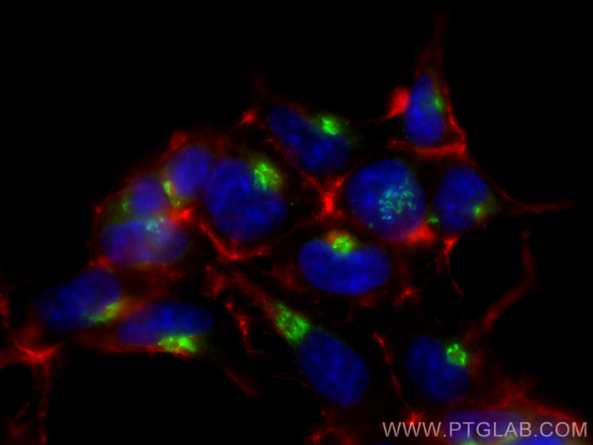 Immunofluorescence (IF) / fluorescent staining of HEK-293 cells using RCAS1 Polyclonal antibody (12255-1-AP)