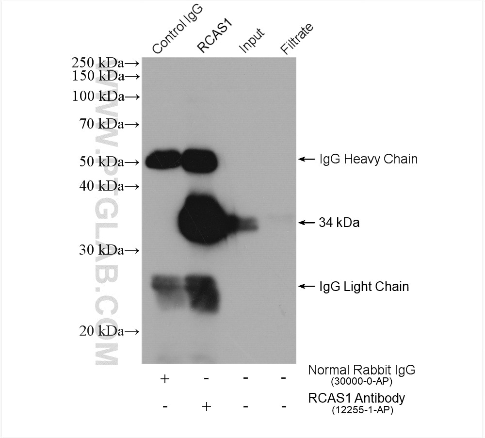 Immunoprecipitation (IP) experiment of HeLa cells using RCAS1 Polyclonal antibody (12255-1-AP)