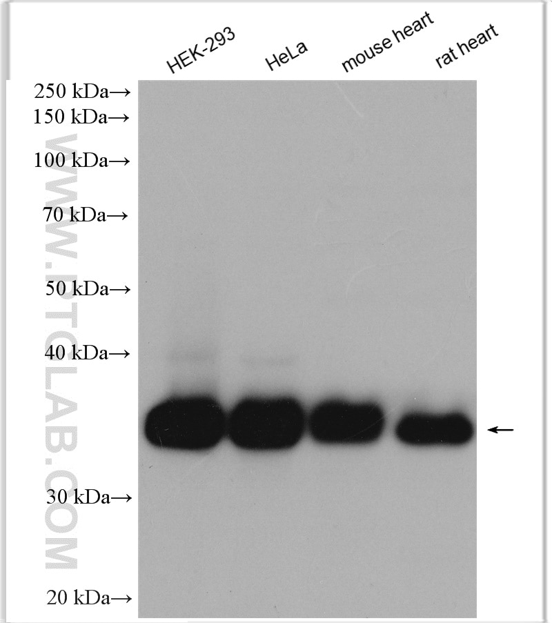 Western Blot (WB) analysis of various lysates using RCAS1 Polyclonal antibody (12255-1-AP)