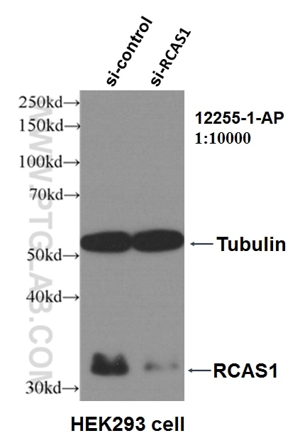 Western Blot (WB) analysis of HEK-293 cells using RCAS1 Polyclonal antibody (12255-1-AP)