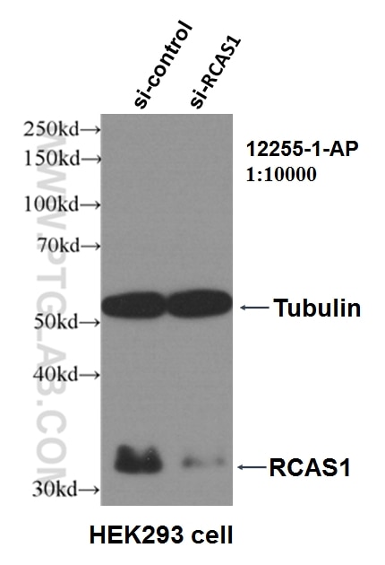 WB analysis of HEK-293 using 12255-1-AP