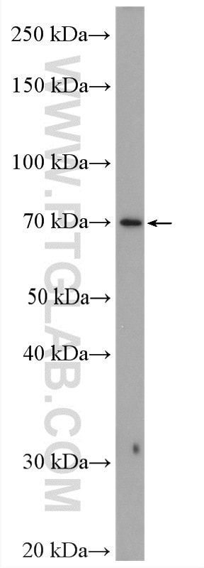 Western Blot (WB) analysis of U2OS cells using EBF1 Polyclonal antibody (14159-1-AP)