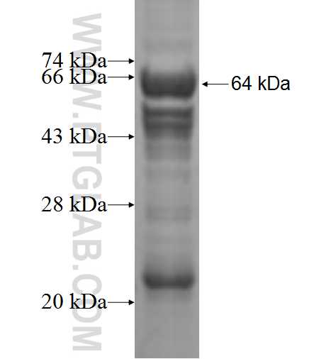 EBF1 fusion protein Ag5341 SDS-PAGE