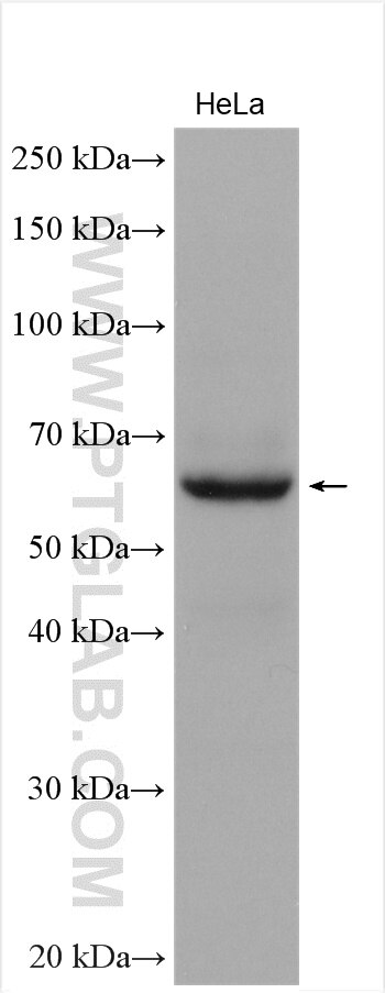 Western Blot (WB) analysis of various lysates using EBF3 Polyclonal antibody (21148-1-AP)