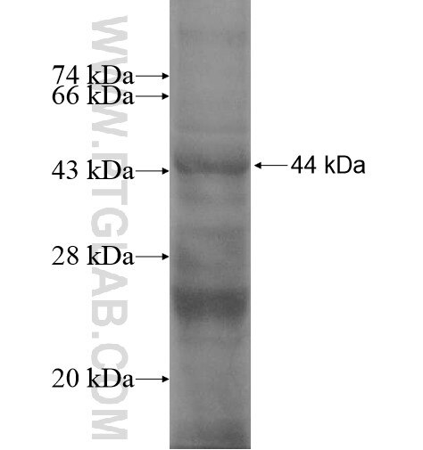 EBF3 fusion protein Ag14489 SDS-PAGE