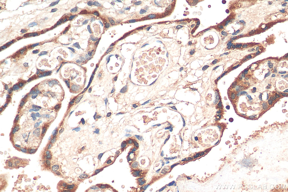 IHC staining of human placenta using 12371-1-AP