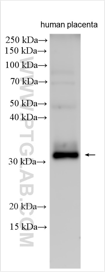 Western Blot (WB) analysis of various lysates using EBI3 Polyclonal antibody (12371-1-AP)