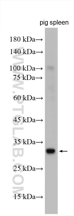 Western Blot (WB) analysis of various lysates using EBI3 Polyclonal antibody (12371-1-AP)