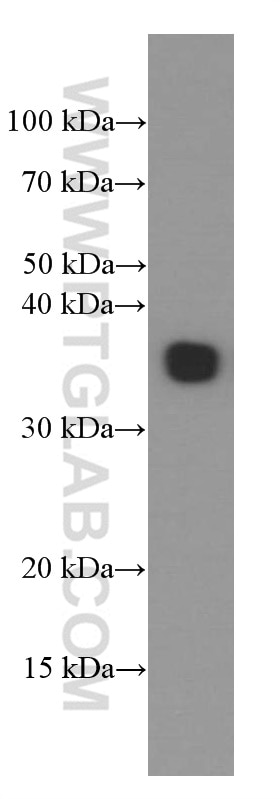 Western Blot (WB) analysis of human spleen tissue using EBI3 Monoclonal antibody (66354-1-Ig)