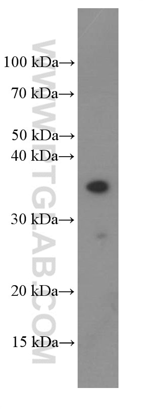Western Blot (WB) analysis of rat spleen tissue using EBI3 Monoclonal antibody (66354-1-Ig)