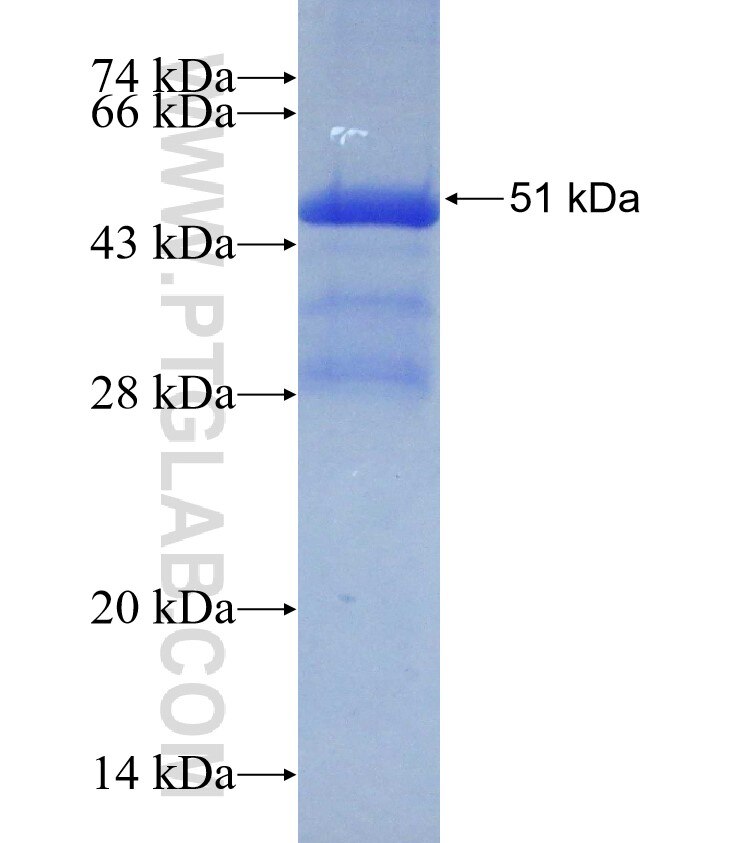 EBI3 fusion protein Ag3051 SDS-PAGE