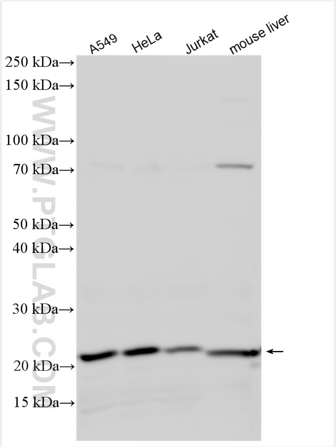 Western Blot (WB) analysis of various lysates using EBP Polyclonal antibody (12968-1-AP)