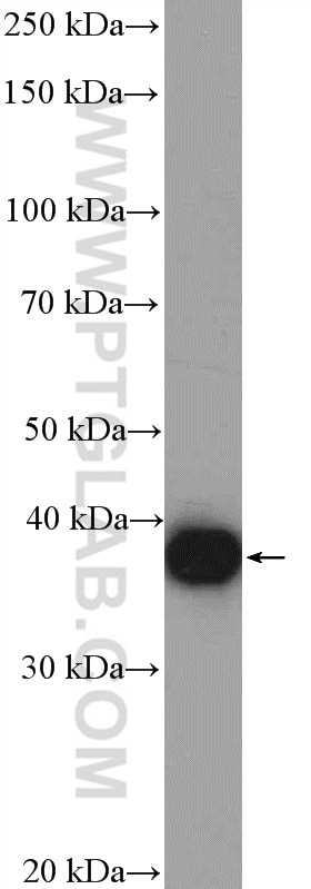 Western Blot (WB) analysis of MCF-7 cells using EBP2 Polyclonal antibody (15973-1-AP)