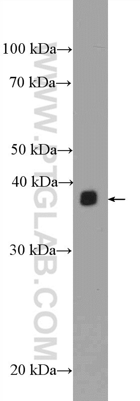 WB analysis of NIH/3T3 using 15973-1-AP