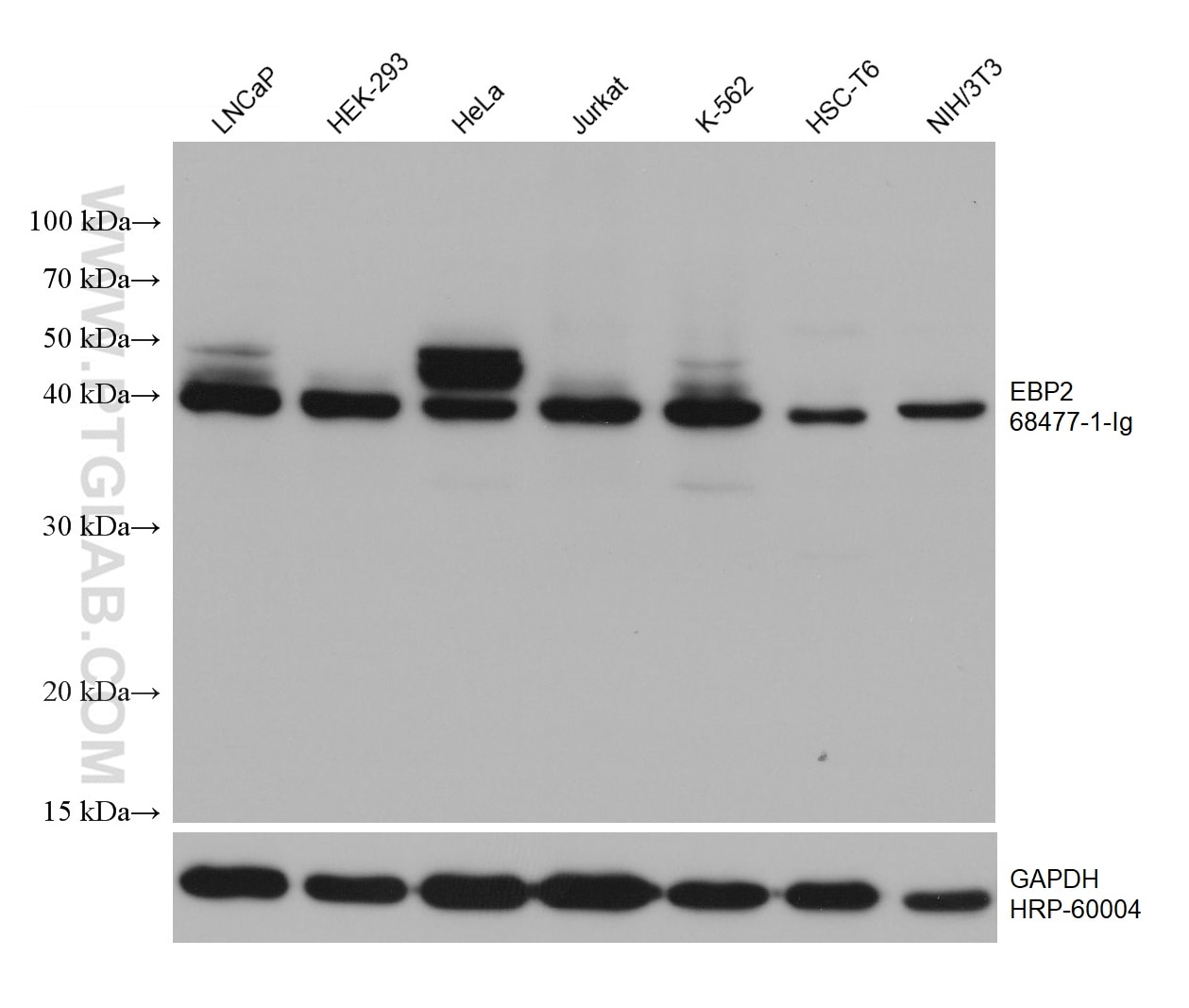 Western Blot (WB) analysis of various lysates using EBP2 Monoclonal antibody (68477-1-Ig)