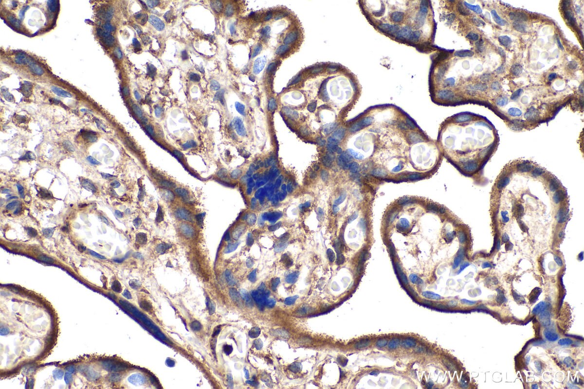 Immunohistochemistry (IHC) staining of human placenta tissue using EBP50/NHERF-1 Polyclonal antibody (29771-1-AP)