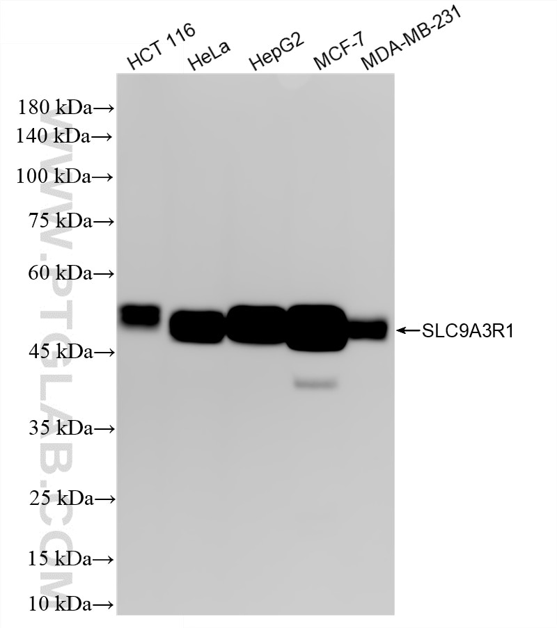 Various lysates were subjected to SDS PAGE followed by western blot with 87174-1-RR (SLC9A3R1 antibody) at dilution of 1:40000 incubated at room temperature for 1.5 hours. This data was developed using the same antibody clone with 87174-1-PBS in a different storage buffer formulation. Western Blot (WB) analysis of various lysates using EBP50/NHERF-1 Recombinant monoclonal antibody (87174-1-RR)