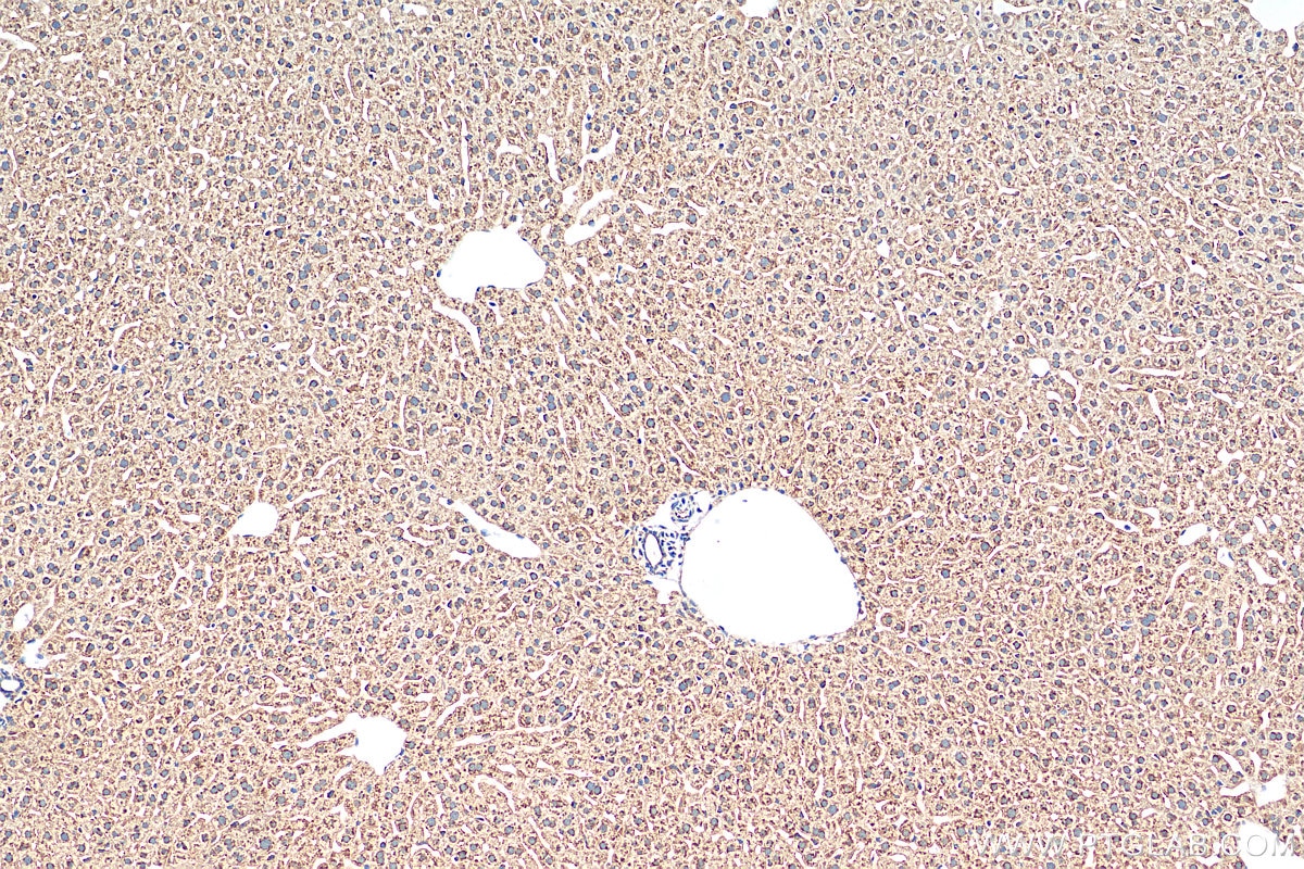 Immunohistochemistry (IHC) staining of mouse liver tissue using EBPL Polyclonal antibody (17904-1-AP)