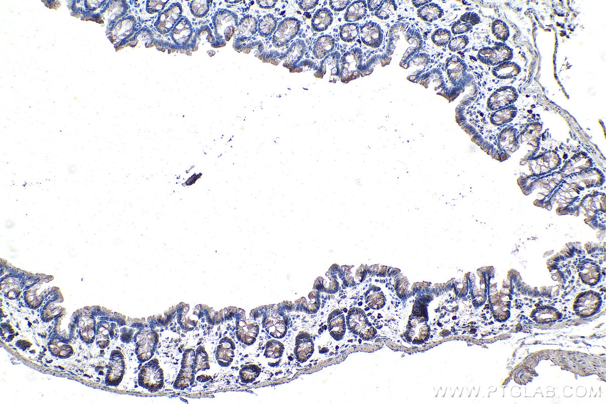 Immunohistochemistry (IHC) staining of rat colon tissue using ECD Monoclonal antibody (67179-1-Ig)