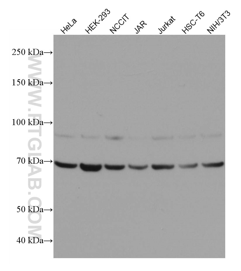 Western Blot (WB) analysis of various lysates using ECD Monoclonal antibody (67179-1-Ig)