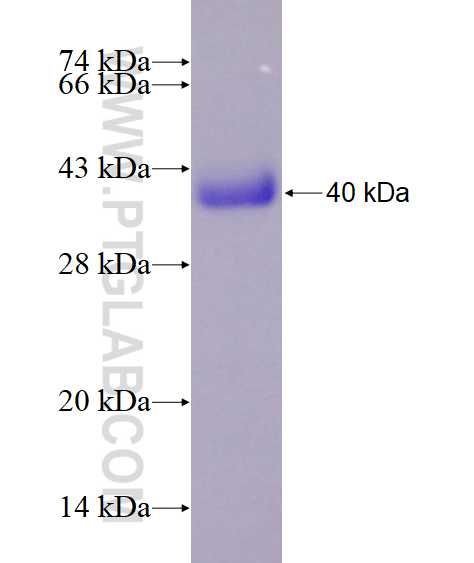 ECD fusion protein Ag28674 SDS-PAGE