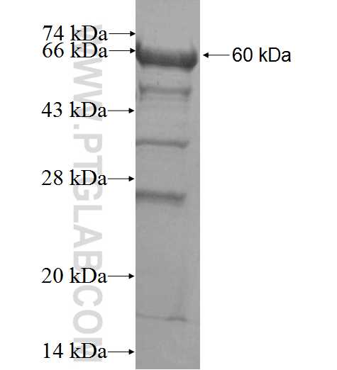 ECD fusion protein Ag0245 SDS-PAGE
